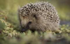 Uriaș arici, arici deșert (hemiechinus auritus) arici uriaș, îngrijire de conținut în arici de captivitate,