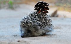 Uriaș arici, arici deșert (hemiechinus auritus) arici uriaș, îngrijire de conținut în arici captivității,