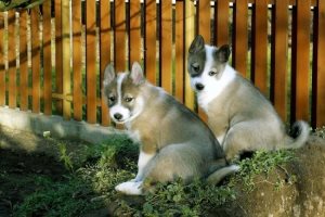 Вуха китайського чубатого собаки, хеппідогс