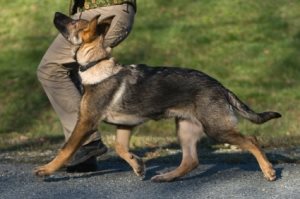 Вуха китайського чубатого собаки, хеппідогс