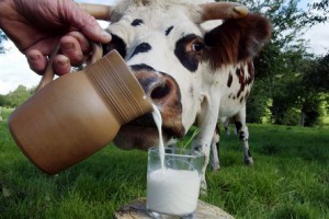 Creșterea producției de lapte la vaci, precum și creșterea producției de lapte la vaci