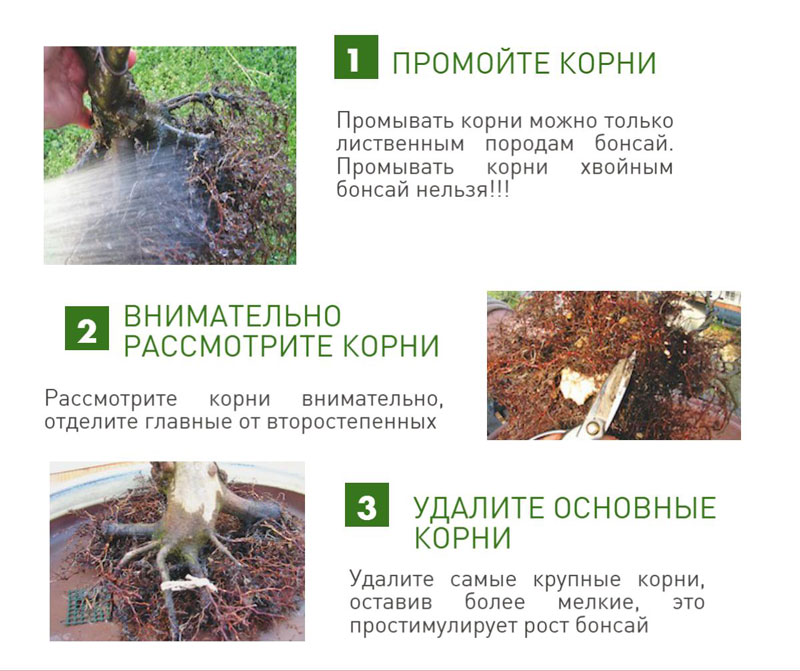 Gondozása bonsai - karbantartási naptár (műtrágya) Gondozása bonsai - Naptár ellátás