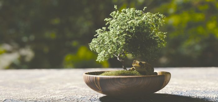 Îngrijiți-vă pentru calendarul bonsai-îngrijire