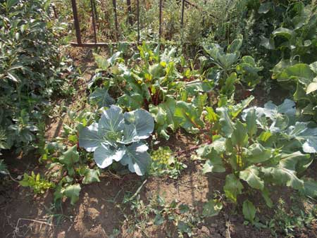 Paturi inguste experienta mea de cultivare a legumelor