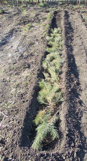 Paturi inguste experienta mea de cultivare a legumelor