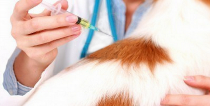 Vaccinarea împotriva rabiei de pisici
