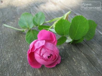 Варення з пелюсток троянд в домашніх умовах