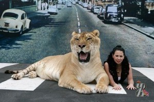 Greutatea celei mai mari pisici din lume este de 418 kg, lungimea trunchiului este de 333 cm, iar înălțimea la greabăn este de 124 cm