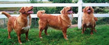 Típusú kőzetek novoshotlandsky retriever, labrador, stb