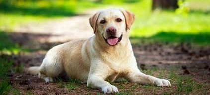 Típusú kőzetek novoshotlandsky retriever, labrador, stb