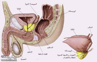 Tipuri de noduri în glanda prostatică și modalități de tratare a acestora