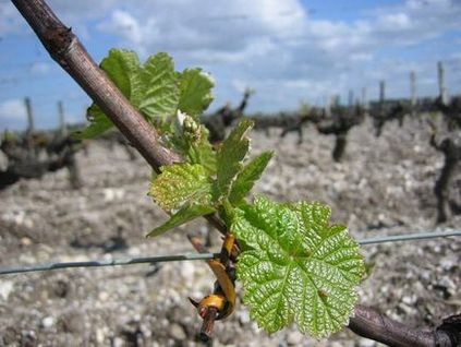 Vinificatie in bordeaux in Franta - productie de vin rosu si alb