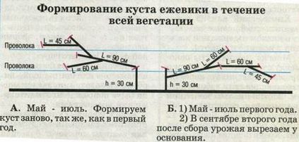 Вирощуємо ожину - блек сатин - на своїй ділянці правила посадки та догляду