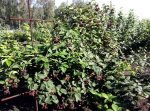 Creșteți mărăcini - satin negru - pe site-ul său regulile de plantare și de îngrijire