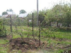 Creșteți mărăcini - satin negru - pe site-ul său regulile de plantare și de îngrijire