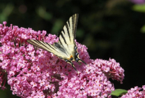 Cultivarea budlei în grădină (70 de fotografii) din semințe, plantare, udare, fertilizare, îngrijire