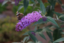 Cultivarea budlei în grădină (70 de fotografii) din semințe, plantare, udare, fertilizare, îngrijire