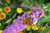 Cultivarea budlei în grădină (70 de fotografii) din semințe, plantare, udare, fertilizare, îngrijire