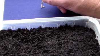 Вирощування однорічних флоксів покрокова інструкція, з насіння, з розсади
