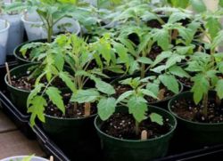 Вирощування розсади томатів