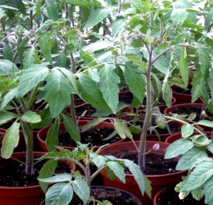 Вирощування розсади томатів, дачний калейдоскоп
