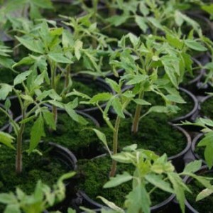 Cultivarea răsadurilor de tomate - o grădină fără îngrijire