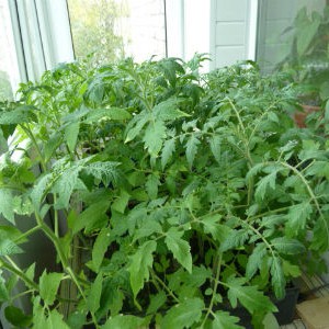 Cultivarea răsadurilor de tomate - o grădină fără îngrijire