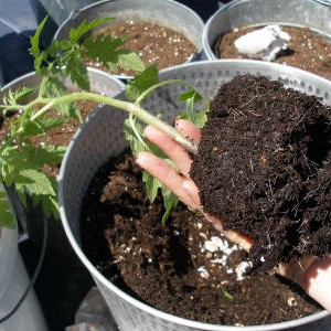Вирощування розсади томатів - город без турбот