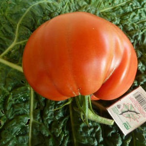 Cultivarea răsadurilor de tomate - o grădină fără îngrijire