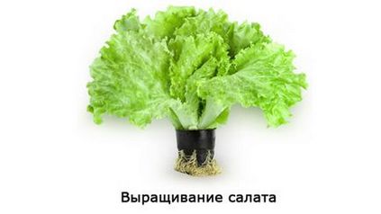Вирощування салату з насіння