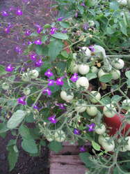 Вирощування томатів на балконі