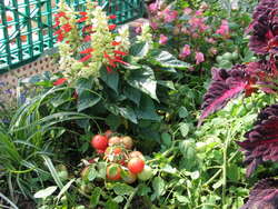 Cultivarea tomatelor pe balcon