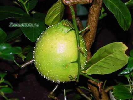 A növekvő citrus otthon, nyaraló