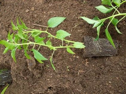 A palántákat ültetett erős paprika, tannin hétvégi ház