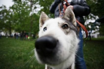 Виставка дворняг # всемпособаке (травень 2017), подарунок долі