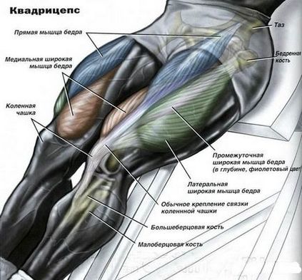 Вітаміни для м'язів і їх значення для відновлення пошкоджених тканин