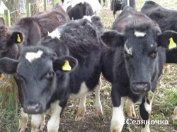 Виявлення корів в полюванні і оптимальний час їх запліднення - Селяночка - портал для фермерів,