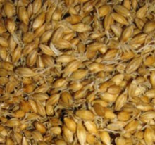 Горілка з пшениці без дріжджів, рецепт приготування