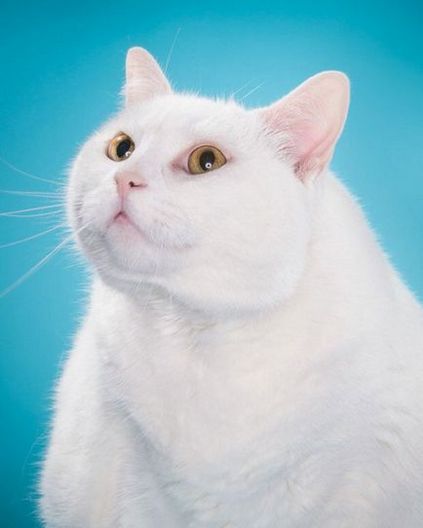 Чудові фотографії товстих котів