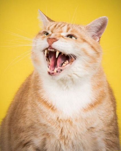 Fotografiile delicioase ale pisicilor grase