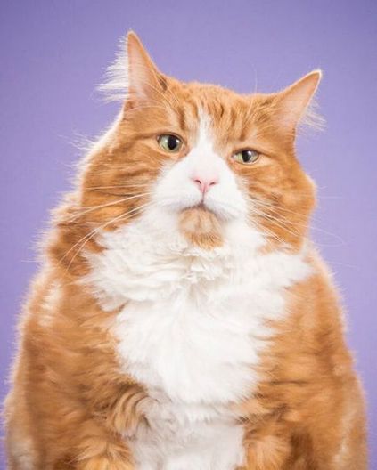 Чудові фотографії товстих котів