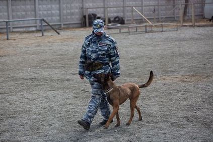 A rendőrség a Dél-Urál egy igazi kutya elit