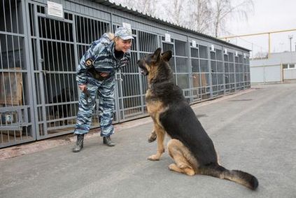 Poliția sudului Uralilor este elita reală a câinilor