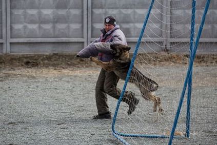 У поліції південного Уралу служить справжня собача еліта