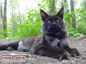 Вся правда про чорних кішок, tassel magic