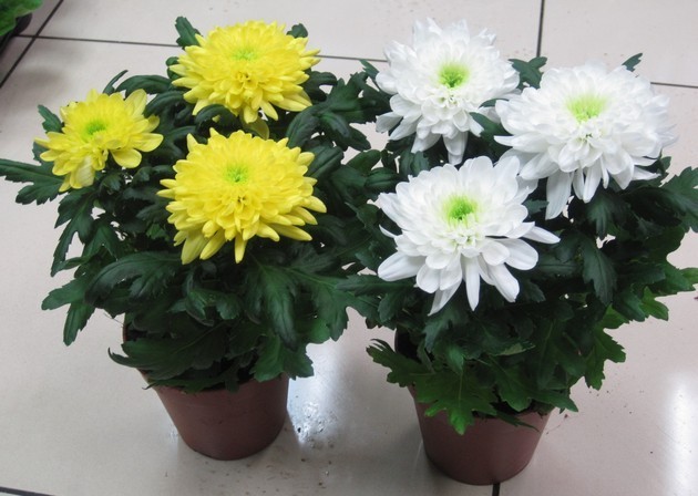 Chrysanthemum acasă, plantare și de îngrijire