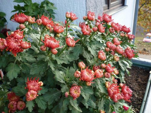 Chrysanthemum acasă, plantare și de îngrijire