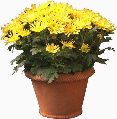 Chrysanthemum acasă, plantare și de îngrijire