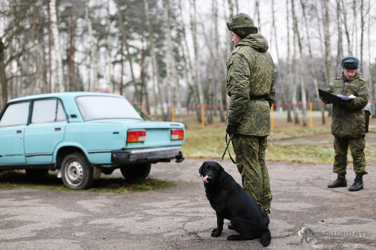 Un recurs în timp ce soldații învață câini