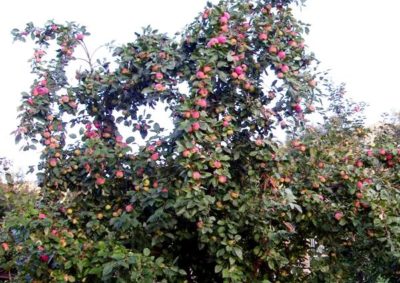 Яблуня Мельба опис сорту, характеристики і посадка дерева
